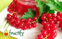 Польза, вред, калорийность красной смородины на 100 грамм