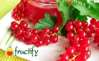 Польза, вред, калорийность красной смородины на 100 грамм