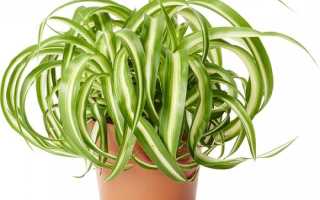 Хлорофитум очищает воздух от токсинов и канцерогенов лучше любой техники