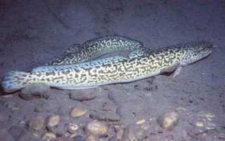 Уха из налима и из головы рыбы