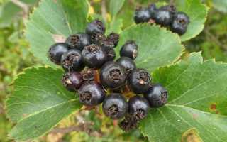 Черный боярышник: рецепты, лечебные свойства и противопоказания