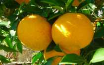 Чем вреден грейпфрут? Какие вредные свойства есть у грейпфрута?