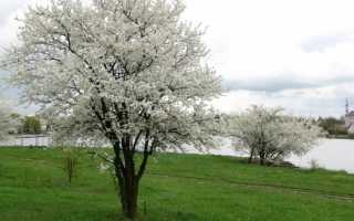 Польза и вред алычи для здоровья, состав, калорийность, гликемический индекс