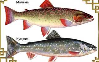 Как приготовить гольца на сковороде. Голец жареный