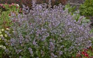 Польза и вред котовника кошачьего для человека