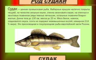 Рыба судак полезные свойства и противопоказания