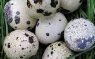 Допустимые объемы употребления перепелиных яиц