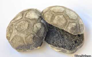 Польза и вред хлеба с углем, Дарницкого, Жито