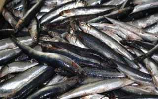 Хамса сколько в ней калорий