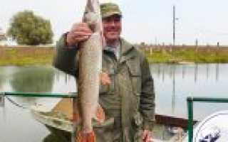 Рыба щука: пищевая ценность, БЖУ, витамины и химический состав