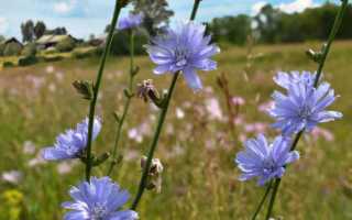 Цикорий — полезные свойства, калорийность, рецепты, польза и вред