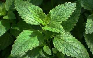 Вкусный и полезный чай из мелиссы – рецепты приготовления и применения