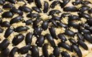 Как приготовить классический салат Подсолнух с чипсами по пошаговому рецепту с фото