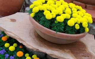 Чернобривцы: лечебные свойства оранжево-красных цветочков