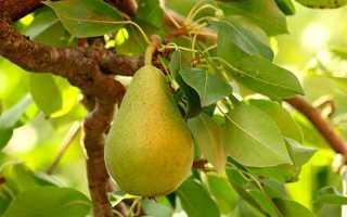 Только не бананы и не груши: какие продукты можно есть утром