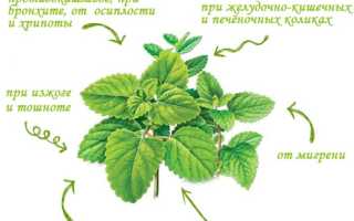 Мятный чай — польза и вред: рецепты и советы по употреблению. Как заварить мятный чай правильно?