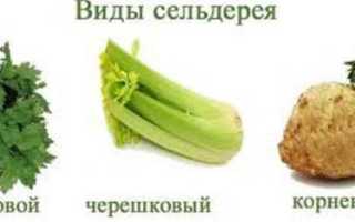 Полезные свойства корня сельдерея, рецепты приготовления блюд и противопоказания