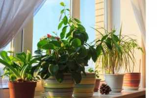 6 научных причин, почему дома обязательно должны быть растения
