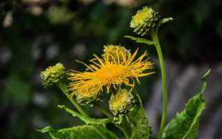 Девясил. Как узнать и где найти? В чем сила девясила?