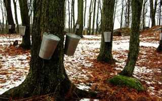 Кленовый сок — как собрать, польза и вред, хранение, рецепты, видео